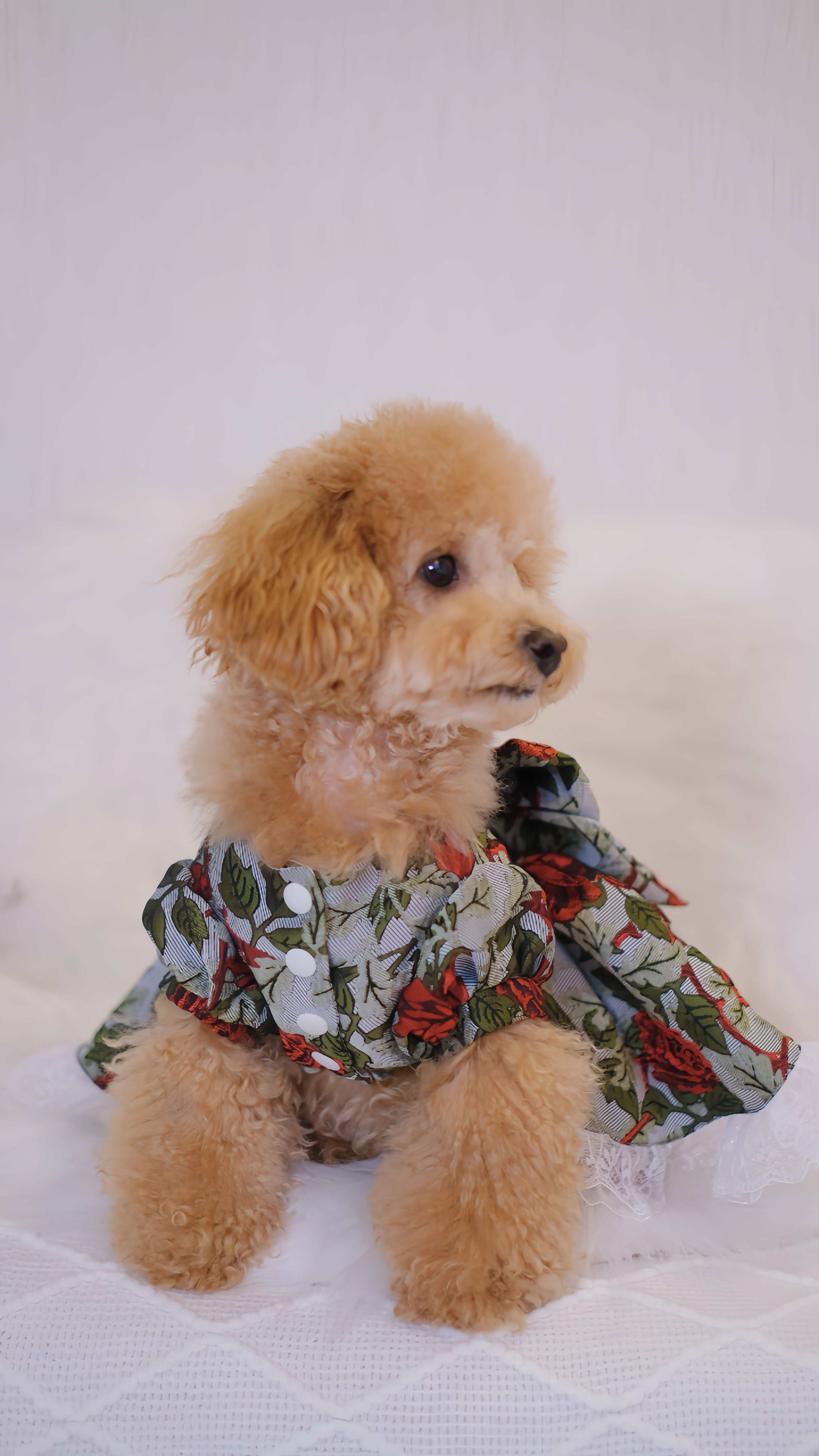 for DOG Jacquard dress