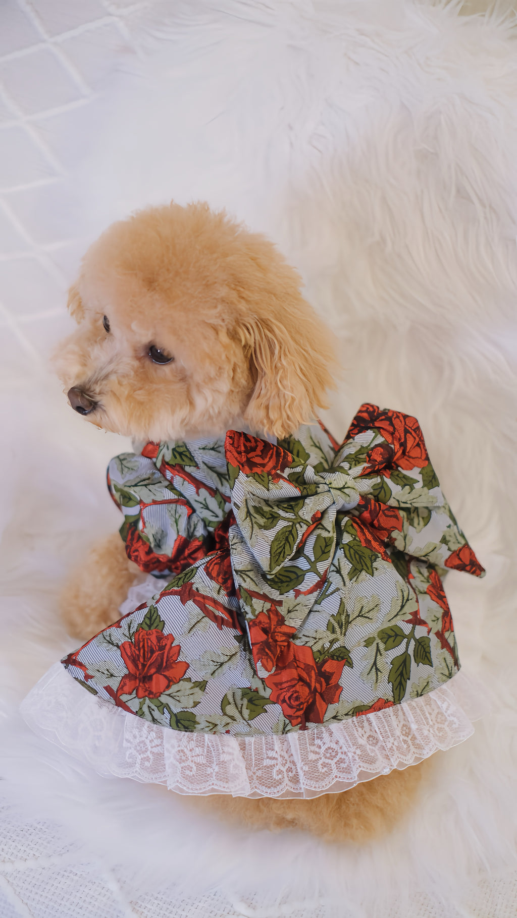 for DOG Jacquard dress