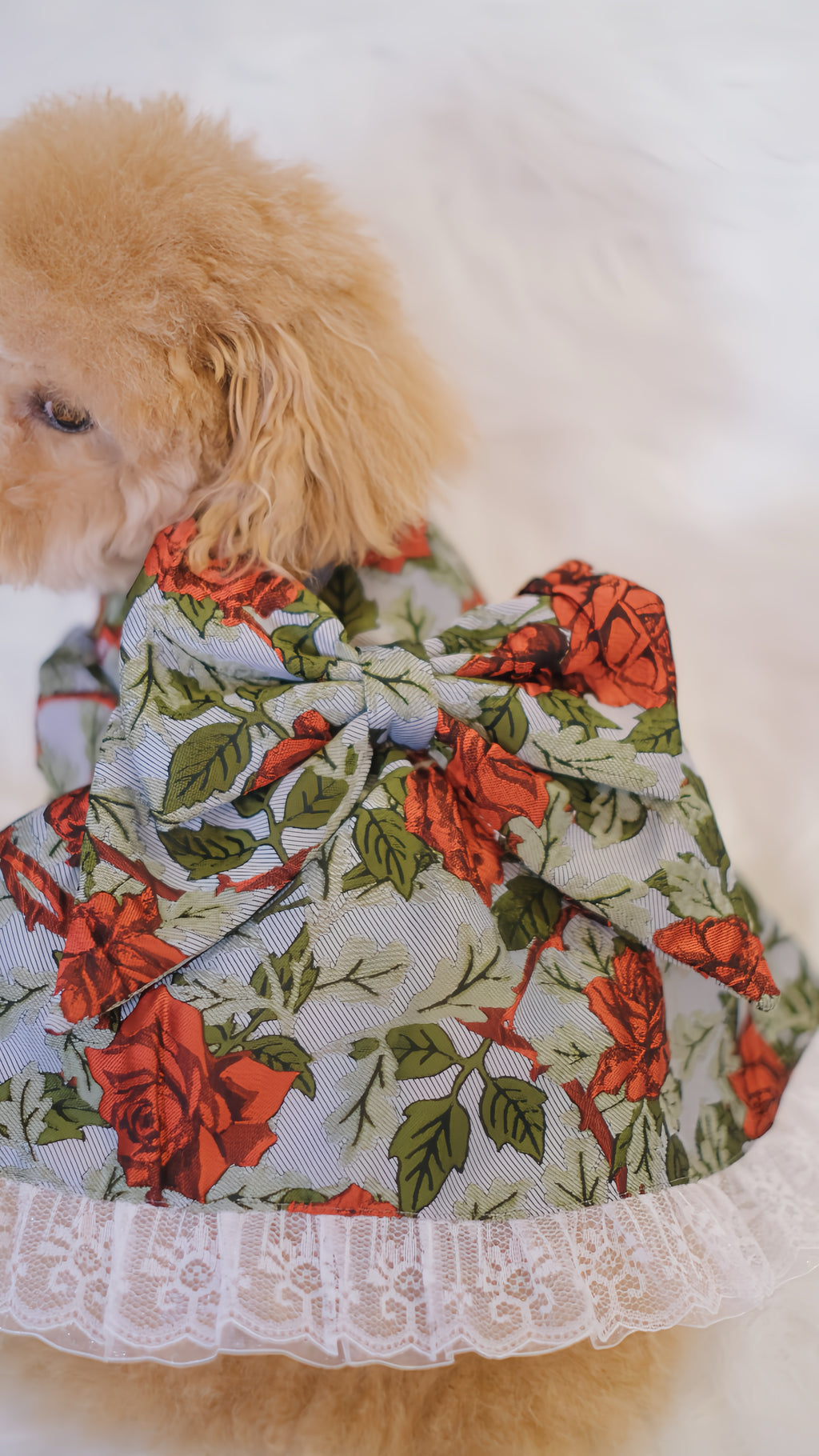 for DOG Jacquard dress