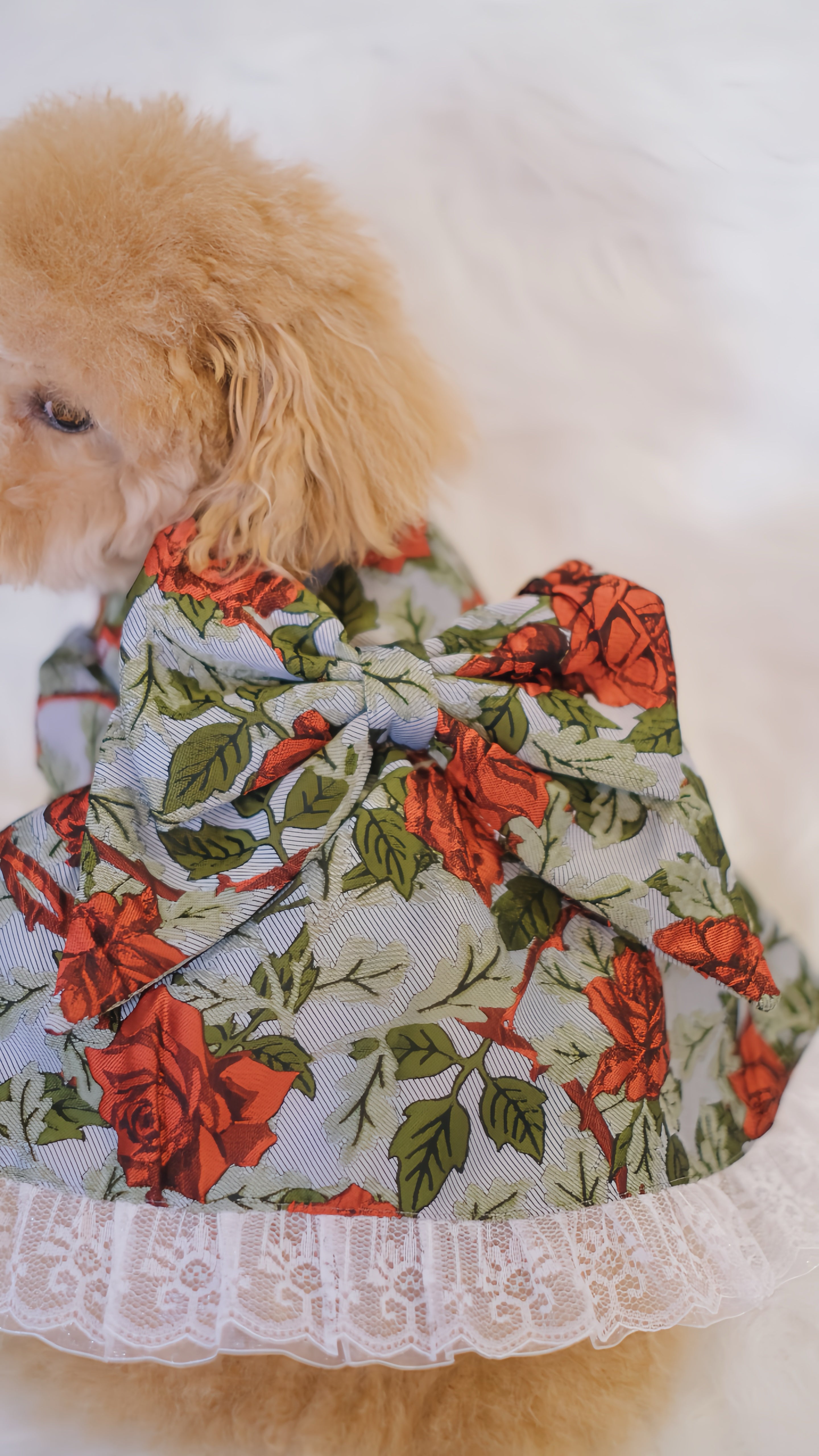 for DOG Jacquard dress