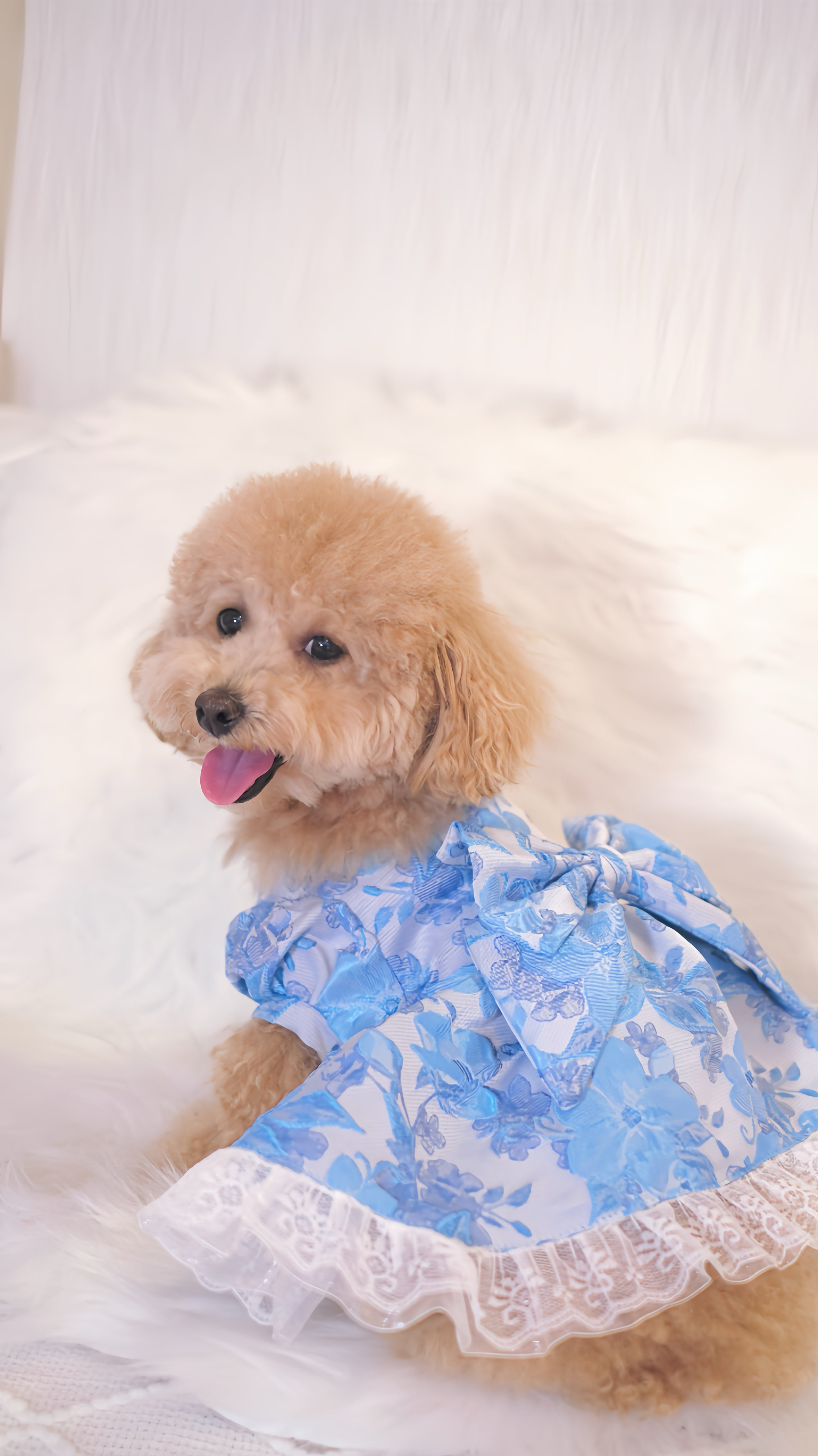 for DOG Jacquard dress