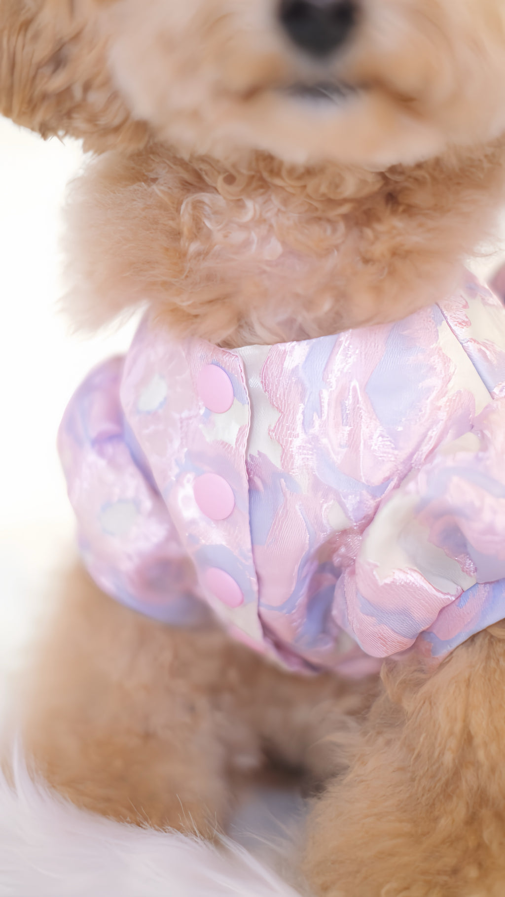 for DOG Jacquard dress