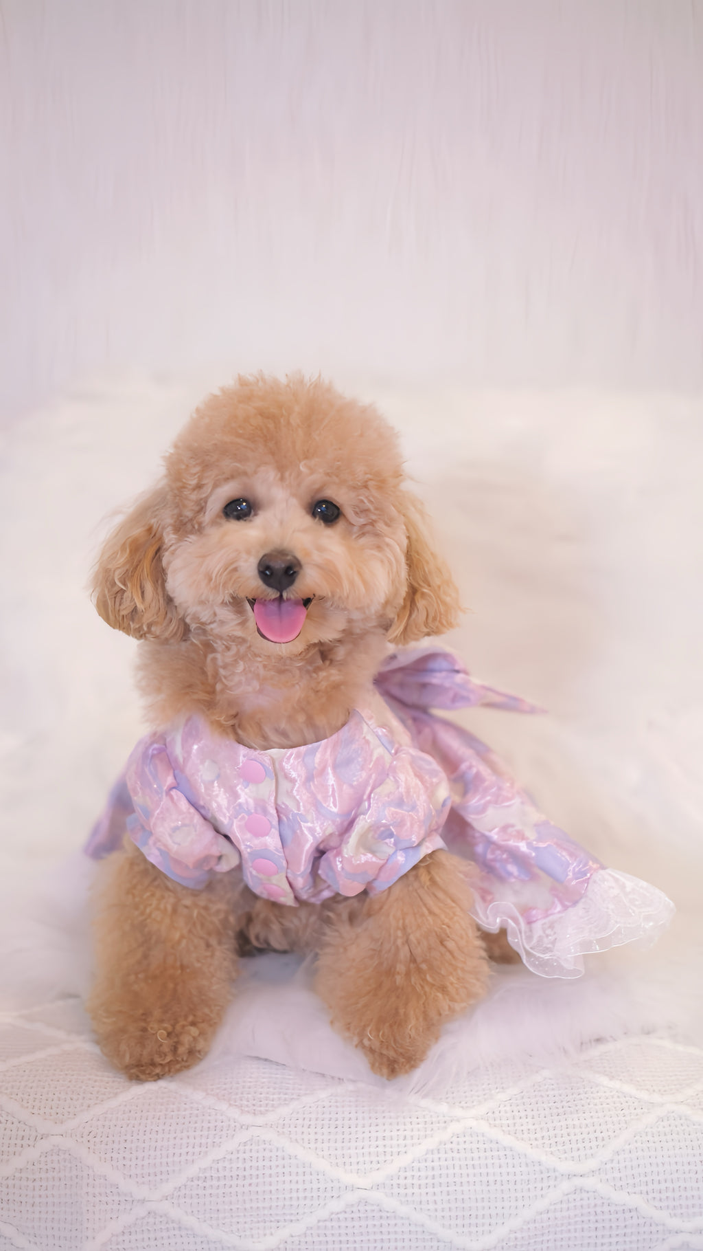 for DOG Jacquard dress